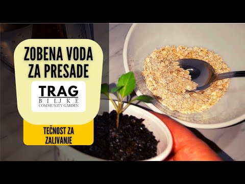 Seedling Nutrition – Oat Water