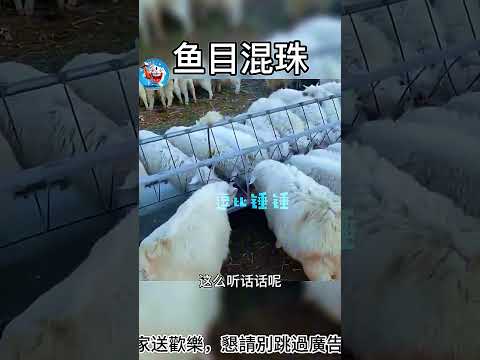 搞笑動物系列第874集 -不仔细看真看不着 #搞笑 #黑熊 #黃狗 #搞笑 #黑熊 #黃狗 #panda #funny #老友狗狗 #老友狗狗 #animals #大熱門 #大熱門 #pets #萌宠