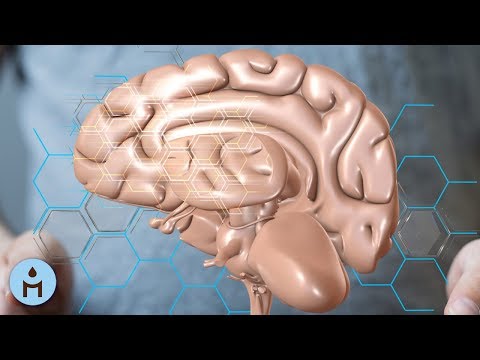 Brain Music: Binaural Beats for Concentration, Brain Development, Calm Music for Science Studying