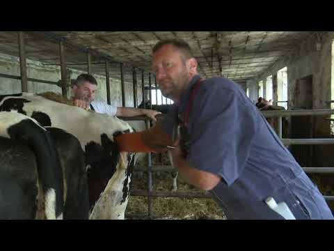 Kuh mit Durchfall - Die Landtierärzte RTL UP