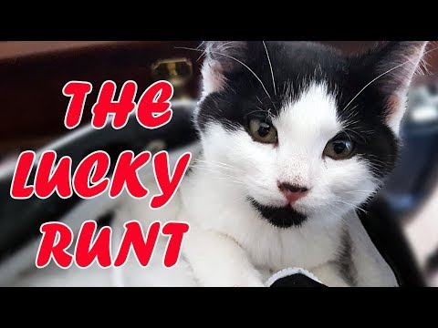 Lucky Runt Kitten Survives but Stays Small and Mighty 1 Year Old