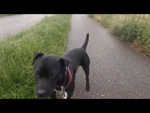 Jack Russell Terrier Vs. Parson Russell terrier - Battle of the white terriers. Estacado Patterdale