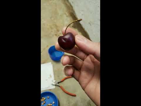 Cómo germinar semillas de cerezo rápido y fácil (el mejor método) - etapa 1