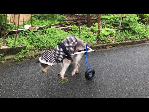 えいきち君　犬用車椅子の調整中