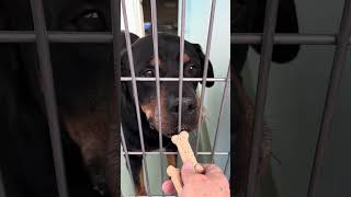 Video preview image #1 Rottweiler Puppy For Sale in Pasadena, CA, USA