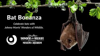 Varsity Tutors' StarCourse - Bat Bonanza Presented by Wonders of Wildlife National Museum & Aquarium