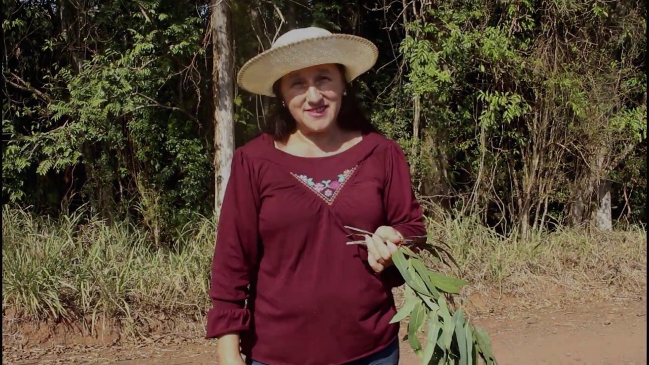 DIFERENÇAS DO EUCALIPTO CIDRÓ PARA O EUCALIPTO COMUM + BENEFÍCIOS