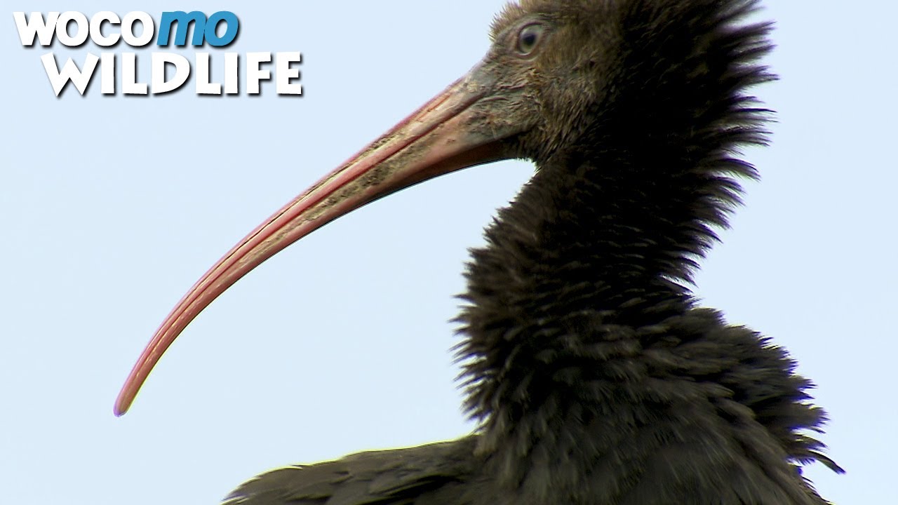 How to train your bird: A visit to the Austrian training camp for Northern Bald Ibises