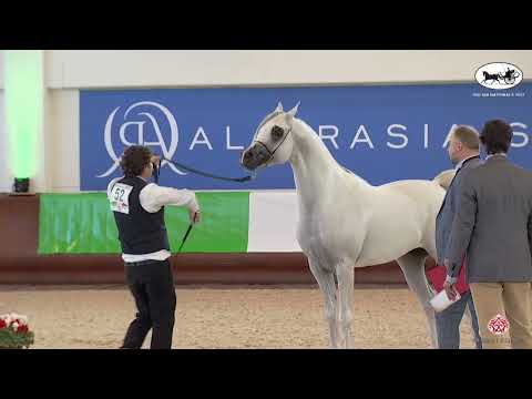 N 52 RK NADRA   Italian Nationals 2022   Colts 3 Years Old Class 6