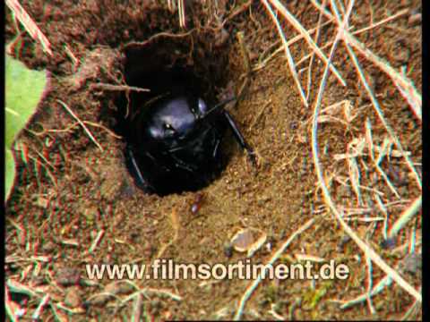 Schulfilm: DIE GRILLE (Schulfilm-Vorschau)