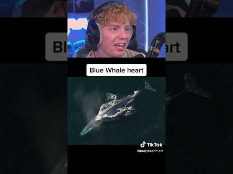 Things That Are Larger Than They Seem…