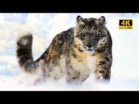 FELINOS DO MUNDO | A Jornada dos Caçadores Mais Fascinantes da Terra | Documentário Animal