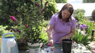 How To Plant Butterfly Bush Cuttings