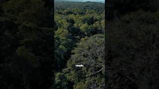 Here’s what it’s actually like to get lost in the amazon rainforest...