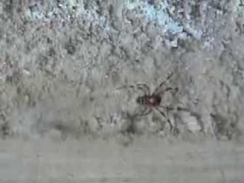 aranha  mais perigosa de todas