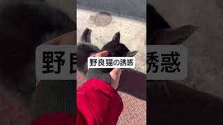 野良猫の誘惑 #ぬこ #ねこ