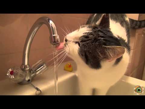funny videos cats