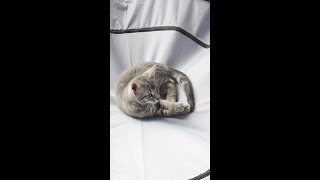 Kittens Playing on the Top of Playpen