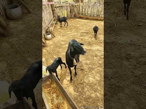 RECORDAÇÃO DE MAIS UM DIA NO SÍTIO GINETE - SANTO ANDRÉ/PB 🐐