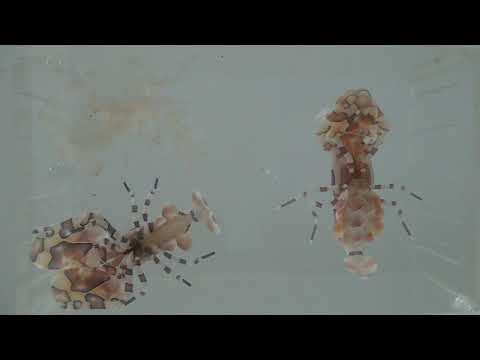 海中拳擊手的私生活–油彩蠟膜蝦的生殖週期影像紀錄 影3 產卵