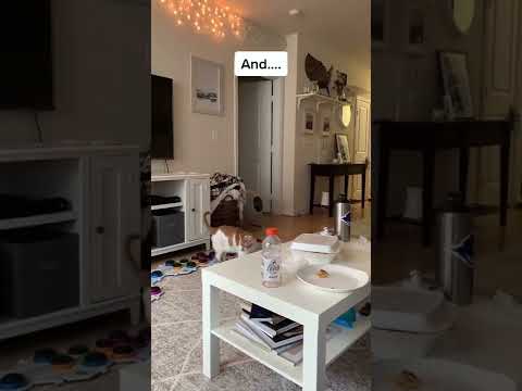 Throwback! Russell’s April Fools Joke | April 2021 | CatManJohn