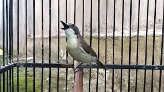 Download lagu Suara remetuk laut nyiul gacor merdu volume lantang AMPUH buat pikat burung remletuk sir siur laot mp3