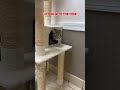 Milo Visits The Vet Cat Veterinary Tabby Funnyanimals Meow