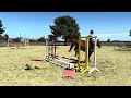 Merrie Franse rijpony PFS Te koop 2016 Vos