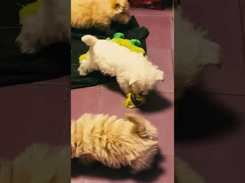 Perros Terrier Escocés en venta