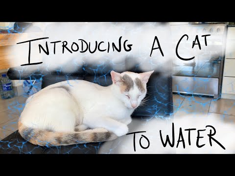 How To Get Your Cat Comfortable With Water! (Tutorial: Positive Reinforcement  Cat Training)