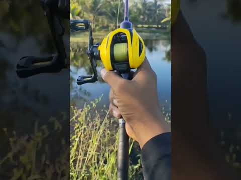 Suara zing reel bc fugu arnius dc 151xg 🗿#reelbc #reelbaitcasting #shimano #curadodc