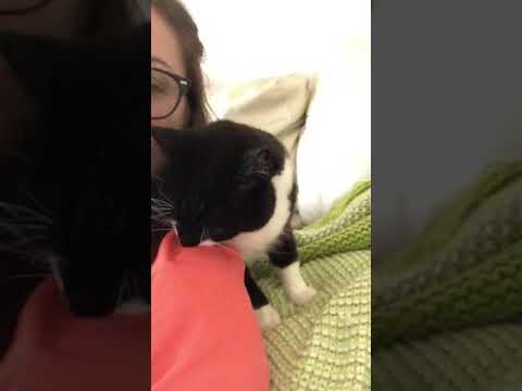 Turd cat bites my ear