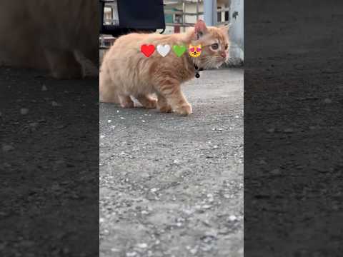 So pretty cats 😻💕 #yt_shorts #funny cat #cute cat #love #cat lovers #cat shorts #reels #🐈🐈‍⬛♥️🤍💚