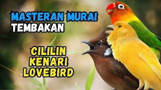 Download lagu Masteran Murai Tembakan Kenari, Cililin, Lovebird mp3