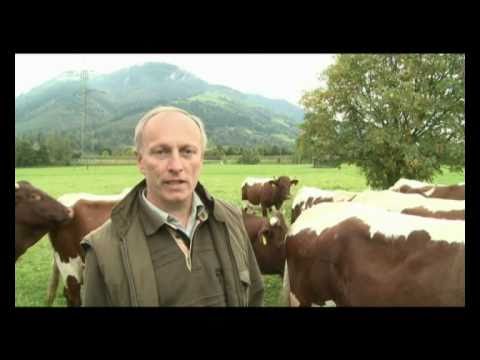 Genussregion Pinzgauer Rind