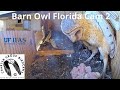 LIVE Barn Owl Florida Cam 2| The Charter Group of Wildlife Ecology| University of Florida