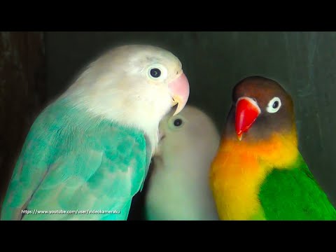 Lovebird Chirping Sounds (3 Hours) - April-17-2020