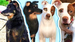Making YOUR Pets // The Sims 4: Cats &amp; Dogs