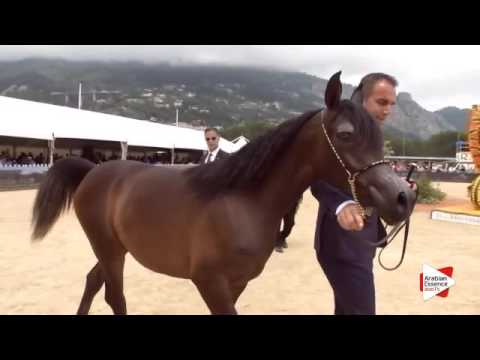 N.8 HAFFATI REGALIS - Menton 2016 - Yearling Fillies (Class 1A)