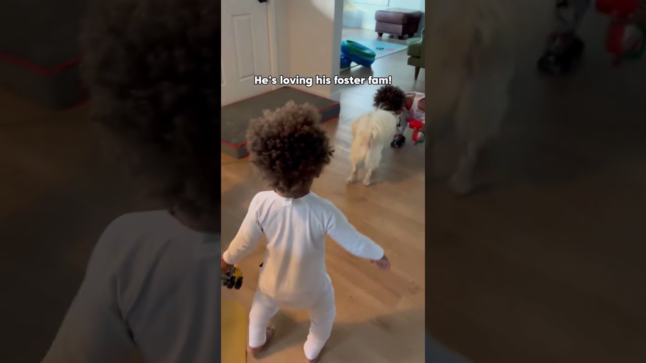 Enlarge Pepe, an adopted mixed breed in Burbank, CA video 3/6