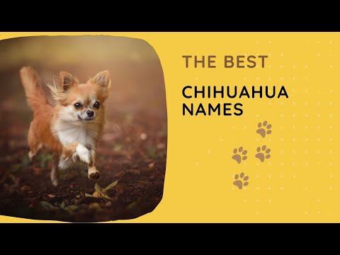 69 of the Best Chihuahua Names 🐕 For Male & Female Dogs