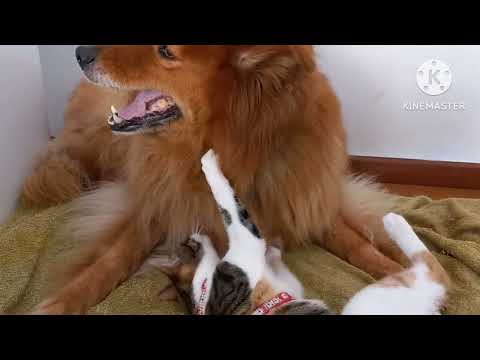 New funny animals 2023/ funniest video cats and dogs