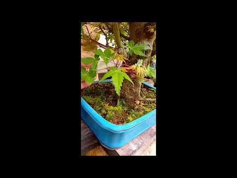 2023 14  Visiting a Bonsai center in Brasil