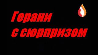Герани с сюрпризом