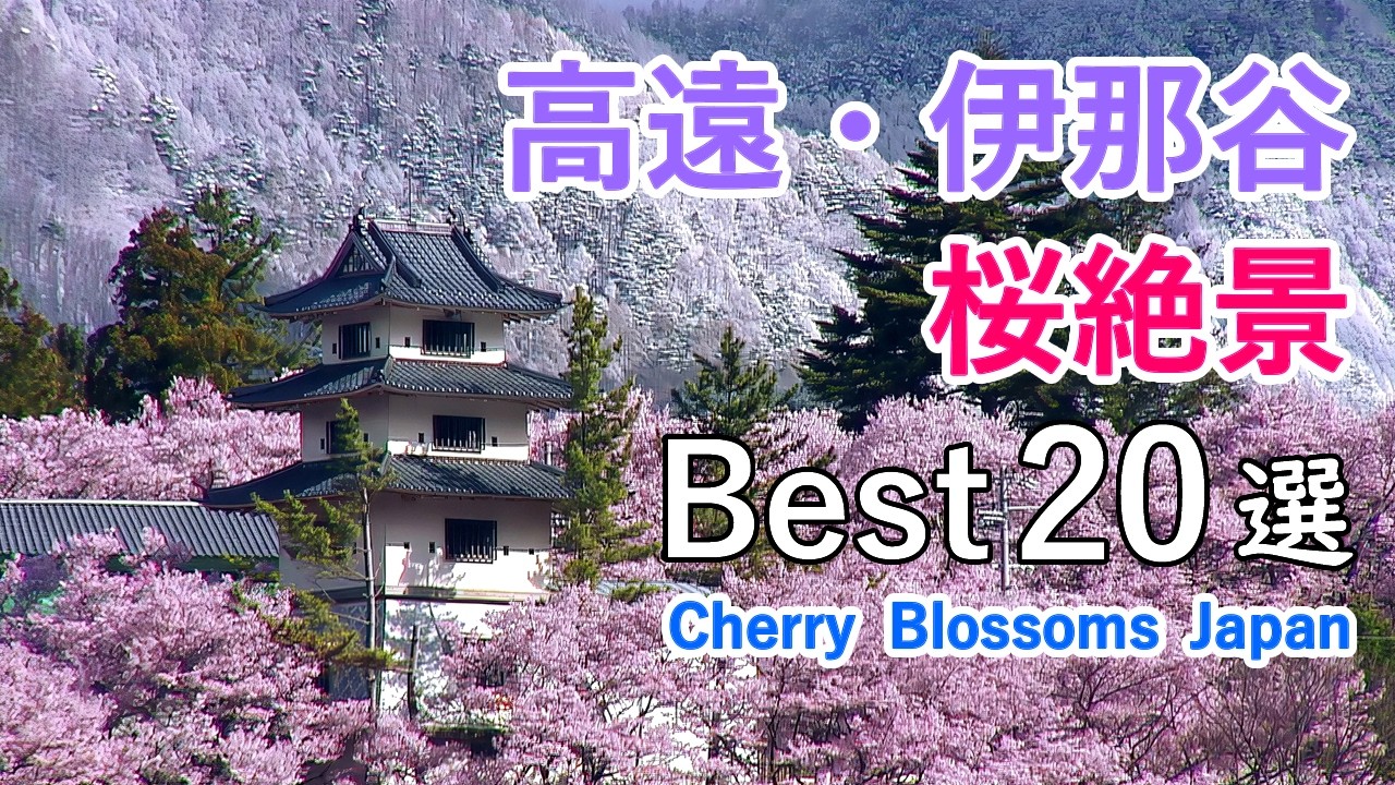 【日本三大桜名所】高遠城址と伊那谷・南信州の桜絶景ベスト20選！  / マップ付きガイド / Best 20 Sakura Views in Takato & South Nagano, Japan