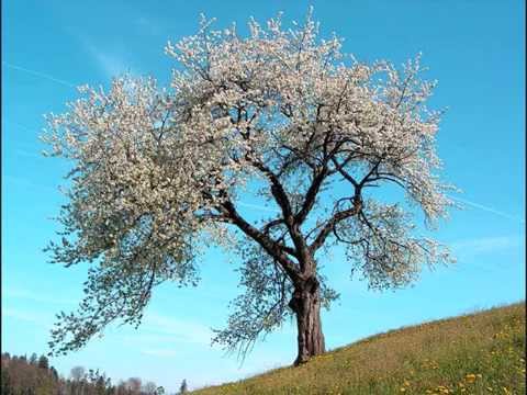 Antonio Vivaldi - Four seasons - complete at 432 Hz tuning