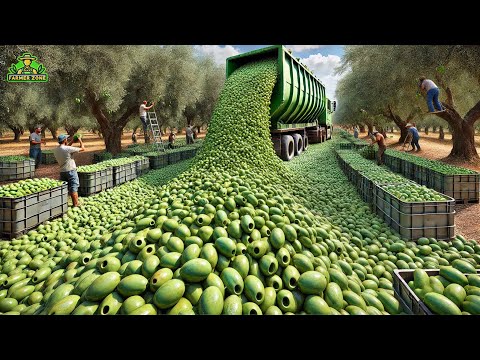 Olive Pickles Mega Factory: Processing Millions of Olives for Pickles
