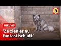 Nieuw thuis voor geredde poolvosjes | Omroep Brabant
