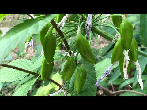 モントリオール植物園のアガパンサス