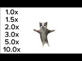 Happy Happy Happy Cat SPEED UP